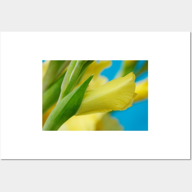 Gladiolus  'Jacksonville Gold' Wall Art by chrisburrows